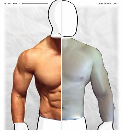 Torso Comparison