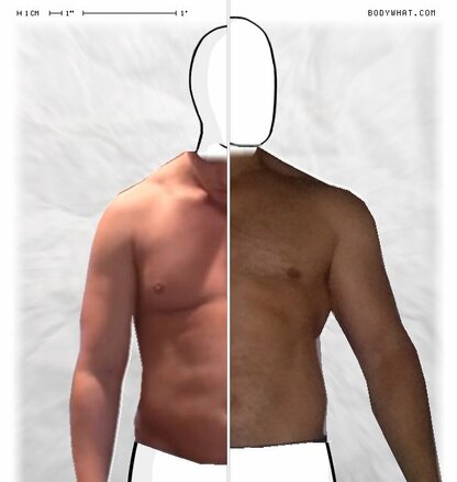 Torso Comparison