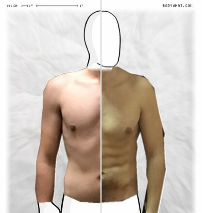 Torso Comparison