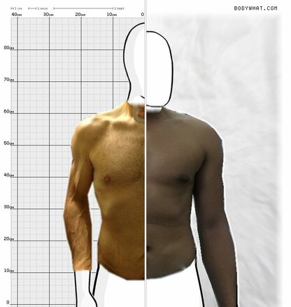 Torso Comparison