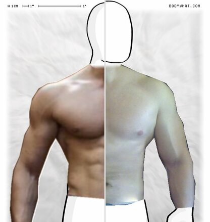 Torso Comparison