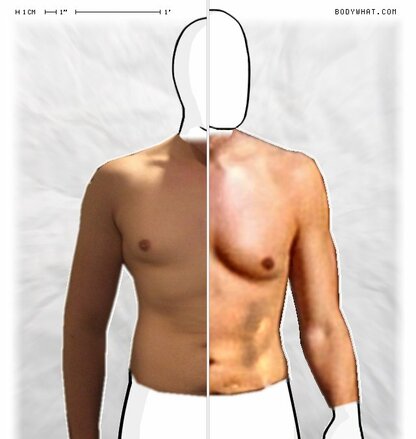 Torso Comparison