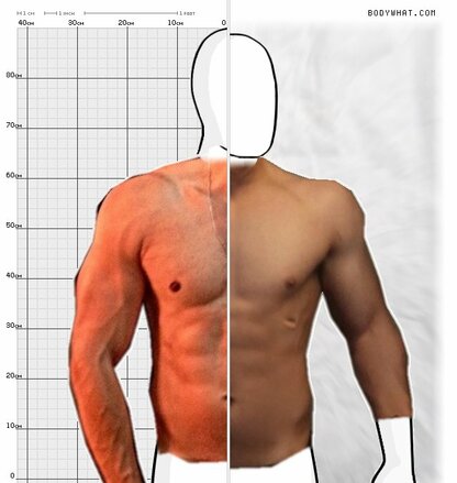 Torso Comparison