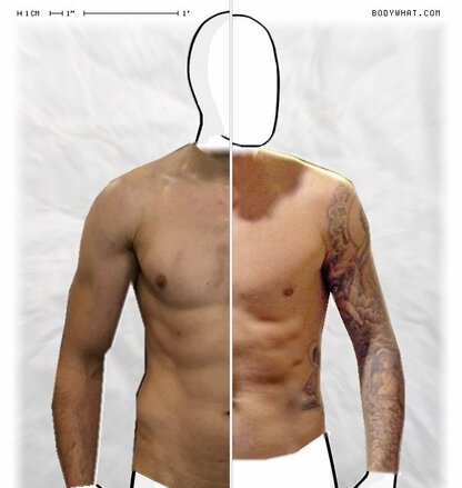 Torso Comparison