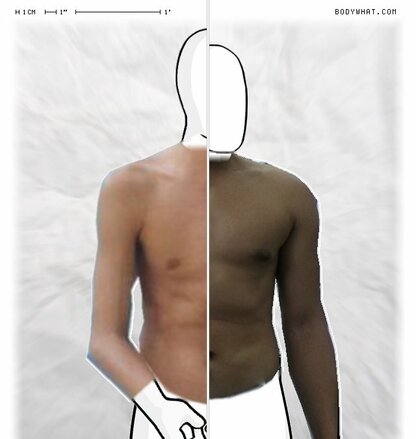 Torso Comparison