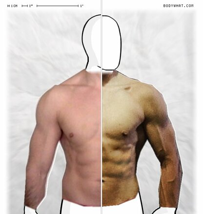 Torso Comparison