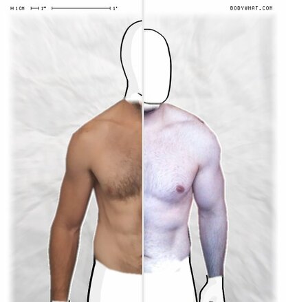 Torso Comparison