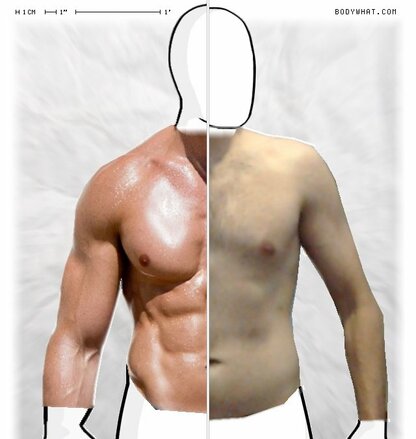 Torso Comparison