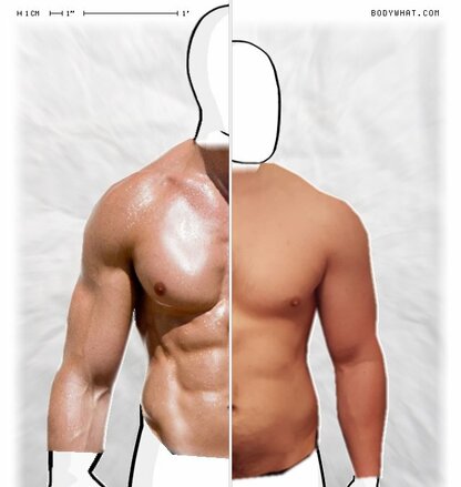 Torso Comparison