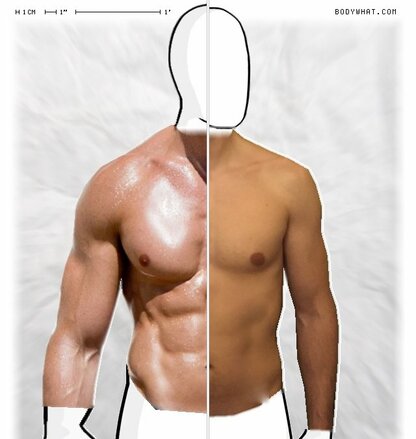 Torso Comparison