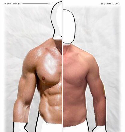 Torso Comparison