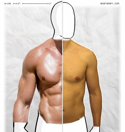 Torso Comparison