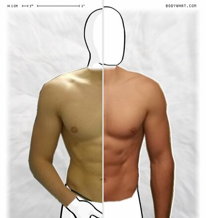 Torso Comparison