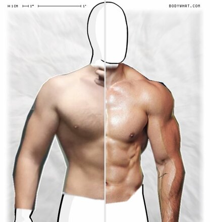 Torso Comparison