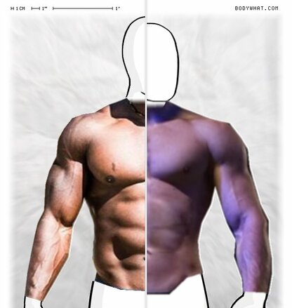 Torso Comparison