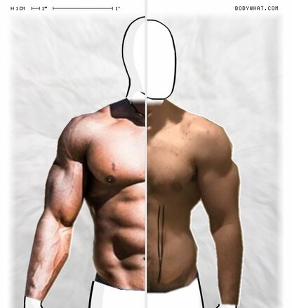 Torso Comparison