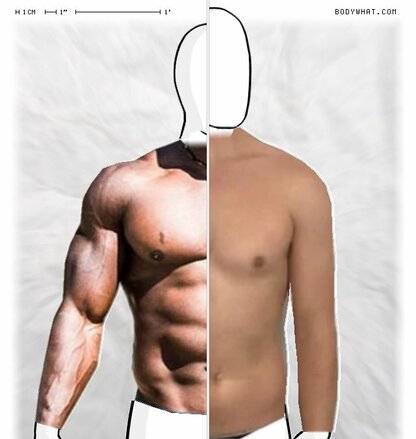 Torso Comparison