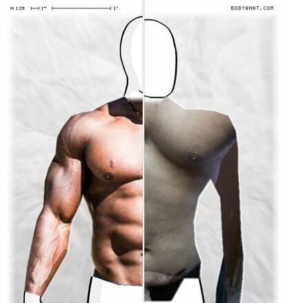 Torso Comparison