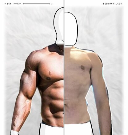 Torso Comparison