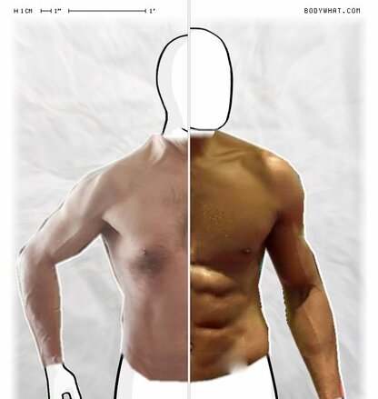 Torso Comparison