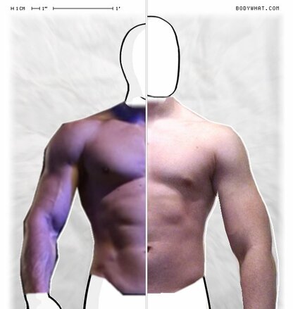 Torso Comparison