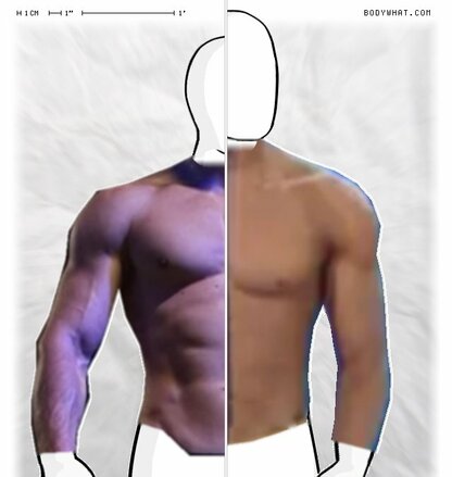 Torso Comparison
