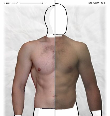 Torso Comparison