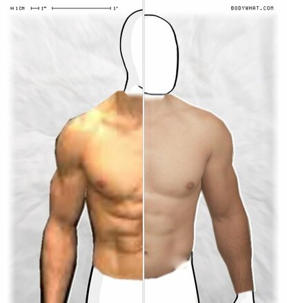 Torso Comparison