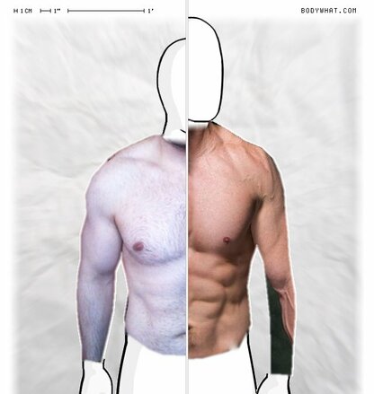 Torso Comparison