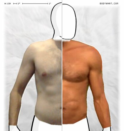 Torso Comparison