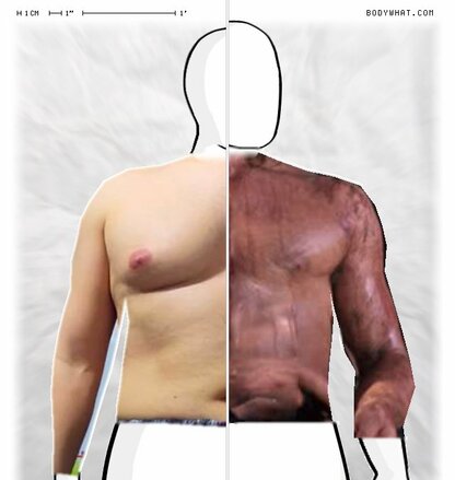 Torso Comparison