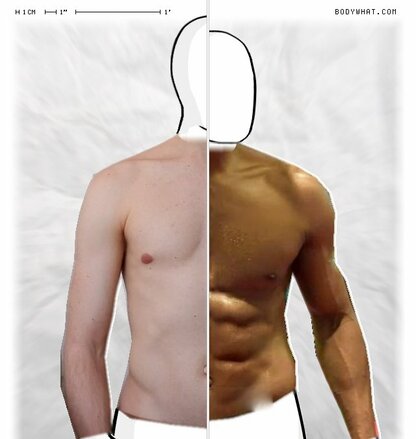 Torso Comparison