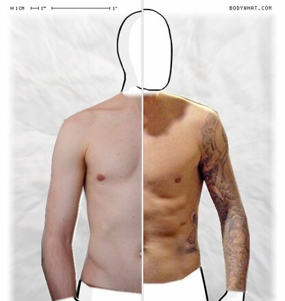 Torso Comparison