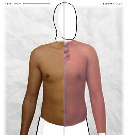 Torso Comparison