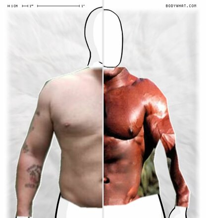 Torso Comparison