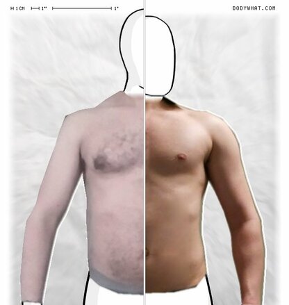 Torso Comparison