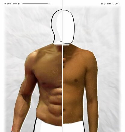 Torso Comparison