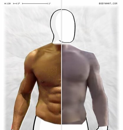 Torso Comparison