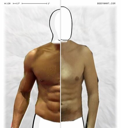 Torso Comparison