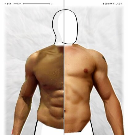 Torso Comparison
