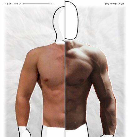 Torso Comparison