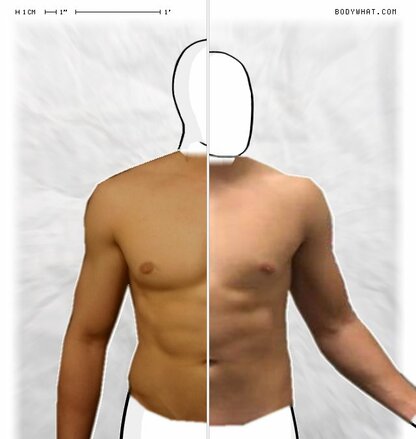 Torso Comparison