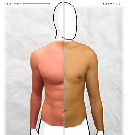 Torso Comparison