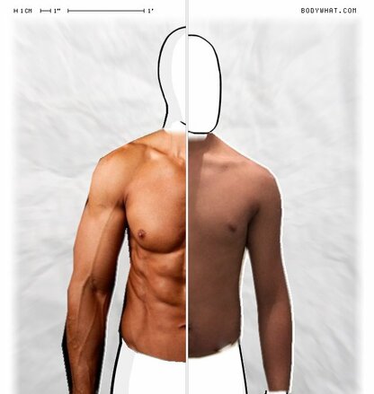 Torso Comparison