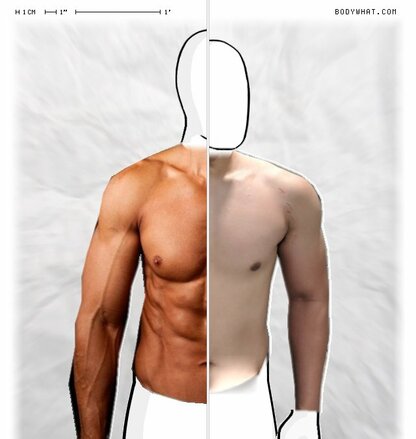 Torso Comparison