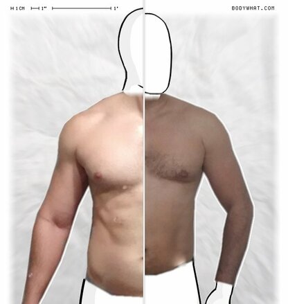 Torso Comparison