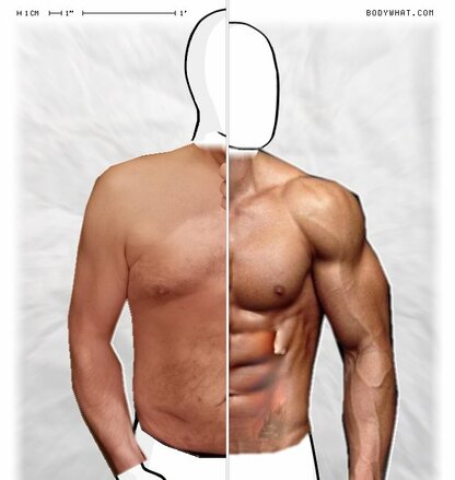 Torso Comparison