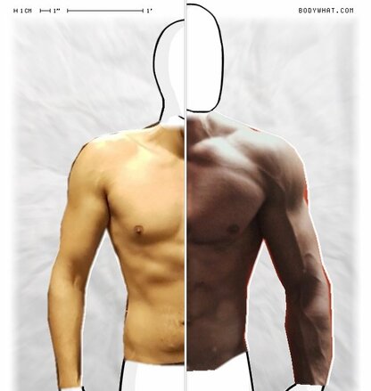 Torso Comparison