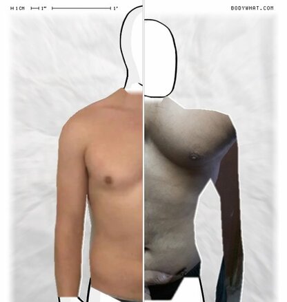 Torso Comparison