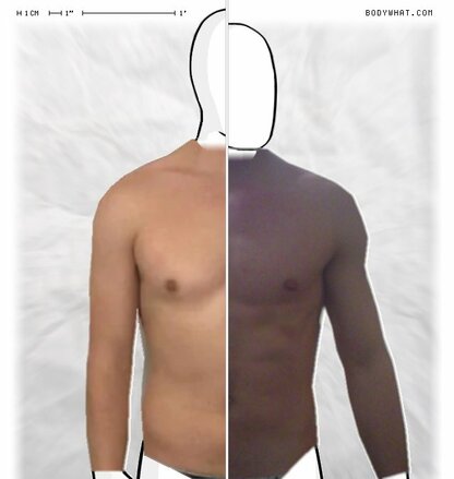 Torso Comparison